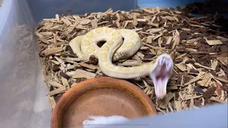 The Amazing Speed of Rattlesnakes when they strike!