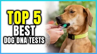 Top 5 Best Dog DNA Tests | Extreme Reviewer