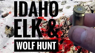 WESTERN WOLF HUNTING | Elk Down Idaho High Country