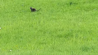 Дикий Шотландский Кот - Редкого вида ( Mутация ) // Wild Scottish cat of rare species. ( Mutation ).