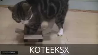 СМЕШНЫЕ КОТЫ FUNNY CATS RJNS