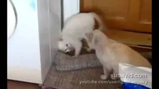 Cats fighting (кошки дерутся).mp4