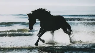 Happier || Equestrian Music Video