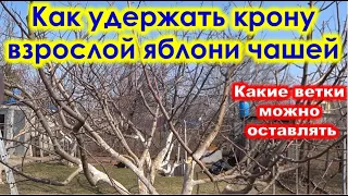 Как удерживать КРОНУ ЧАШЕЙ у взрослой ЯБЛОНИ.