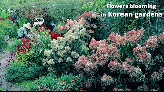 From spring to fall, a collection of flowers blooming in Korean rural gardens~!!