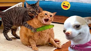 When God sends you a funny cat and dog😹Funniest cat and dog ever😋😻Part 15