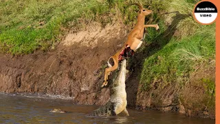 Ruthless Crocodile Captures an Impala at The Last Moment