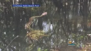 Caught On Camera: Fight Of The Fittest Between Python & Gator