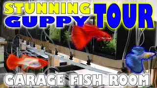 He turned his Garage into a High End Guppy Breeding Room  - Fish Room Tour