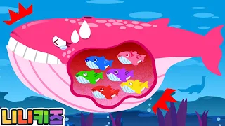 [영어] 엄마 고래가 아파요! | 아기가 태어나요 | 아기 고래 | 동물 | 색깔놀이 모음 | 니니키즈 NINIkids
