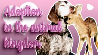 Adoption in the animal kingdom