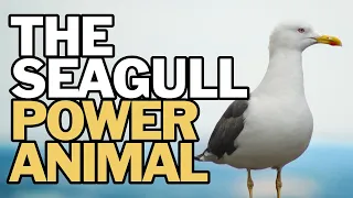 The Seagull Power Animal