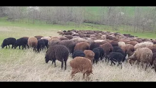 Дождливая весна у эдильбаевских овец и ягнят, вносит изменения.