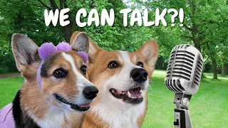 Best Talking Dog Videos (July 2022)