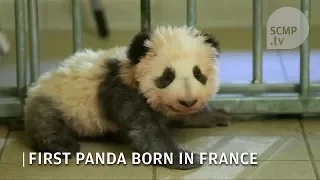 Meet Yuan Meng, the first panda born in France