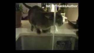 Смешные мокрые коты