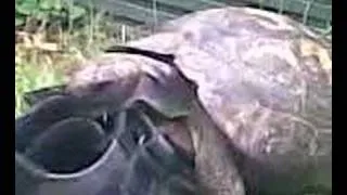 Tortoise humping a shoe