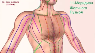 Как проходят энергетические каналы (12 меридианов) в теле человека