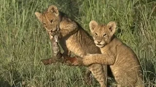 SafariLive Feb 25 Home alone with five Sausage lion cubs