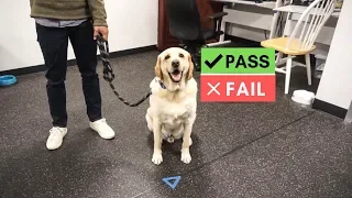 Had to take an EXAM!!! Therapy dog test