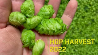 Hop Harvest 2022 - Capitol Farms, Salem, Oregon, USA