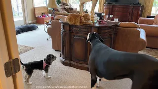 Suspicious Cat Isn't Sure If Great Danes' Puppy Friend Houseguest Is A Dog