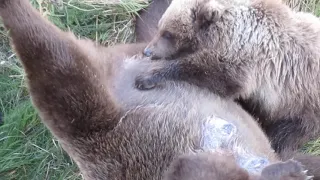 273 nursing cubs part 2