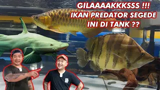 GILA !! KETEMU TIGER FISH TERBESAR DAN BANYAK KOLEKSI IKAN PREDATOR LANGKA !!