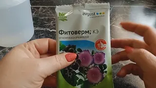 🌱Фитоверм-от вредителей,🌱 обрабатываю рассаду🌱