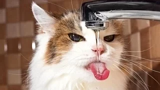 Cats are simply funny, clumsy and cute! - Funny cat compilation