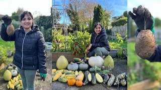 MASSIVE HOME GARDEN HARVEST / நம்ம வீட்டு தோட்டத்தில்🍀 சிறப்பான அறுவடை /  Organic Vegetables #Garden