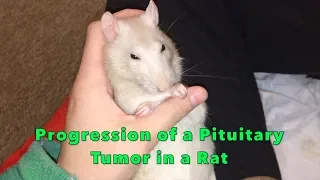 Pituitary Tumor Symptoms + Progression in a Pet Rat