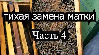 Пасека #33 Тихая замена матки-Часть 4- Пчеловодство вывод матоk Работа с маточниками