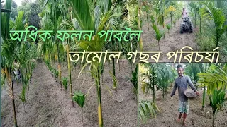 অধিক ফলন পাবলৈ তামোল গছৰ পৰিচর্যা কিদৰে কৰিব |