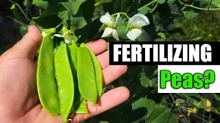 Fertilizing And Feeding Peas - Garden Quickie Episode 81