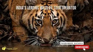 Wildlife Tour Operator in India | India's Leading Responsible Safari Company
