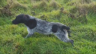 Gracie the GWP training with Hextor Gundogs.