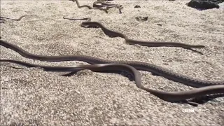 SÖNMEZ REİS YILANLARDAN KAÇAN İGUANA EDİT