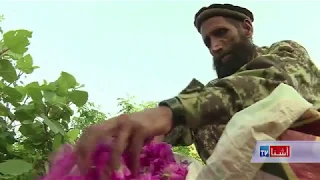 Rose product replaces opium product in Afghanistan - VOA Ashna