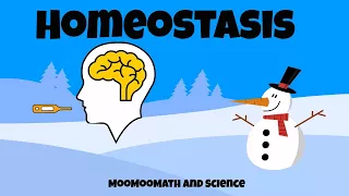 Why is homeostasis important?