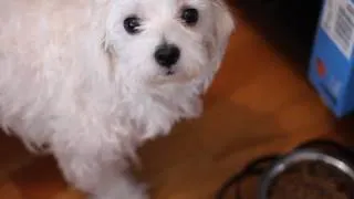 Cute talking dog wants a turkey for Thanksgiving