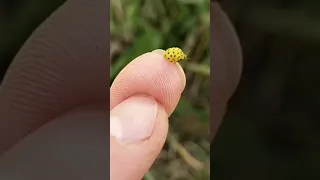 Спасение божьей коровки. Чуть не захлопнула дверцей багажника(.