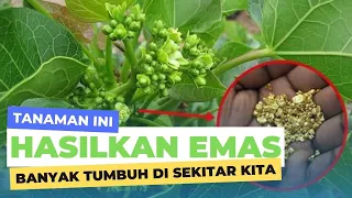 Jarang Diketahui ! 11 Tanaman Ini Ternyata Menghasilkan Emas