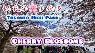 Cherry Blossoms in Toronto High Park