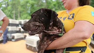 Operation Skin and Bones - 70+ surviving dogs rescued from a "rescuer" (GRAPHIC CONTENT)