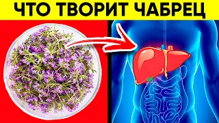 Аптечка Под Ногами...Вот Что Творит Тимьян, Он Же Чабрец! Реальная Польза и Вред Чабреца (Тимьяна)