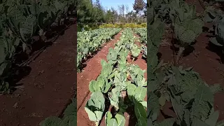 Kales Farming
