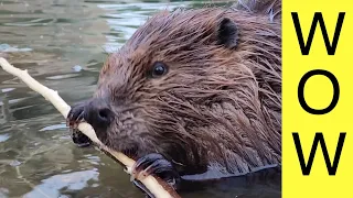 INCREDIBLE Close Up on a Beaver (ASMR) Turn Up The Sound!