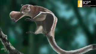 Oldest skeleton of a fossil flying squirrel casts new light on the phylogeny of the group