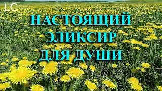 Слушать пение птиц в лесу — настоящее благо для души.  #музыкадлясна